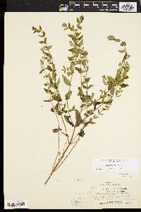 Scutellaria galericulata image