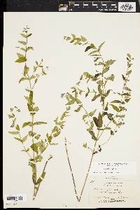 Scutellaria galericulata image