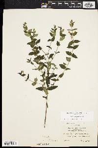 Scutellaria galericulata image