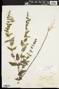 Scutellaria galericulata image