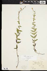 Scutellaria galericulata image