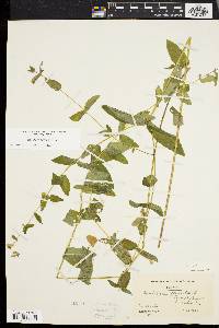 Scutellaria galericulata image