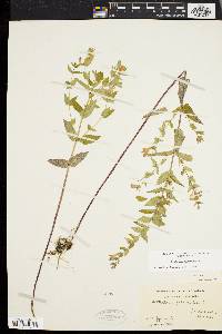 Scutellaria galericulata image