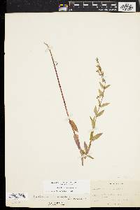 Scutellaria galericulata image