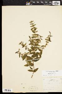 Scutellaria galericulata image