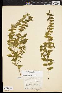 Scutellaria galericulata image