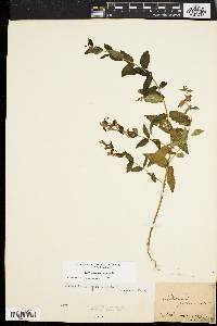 Scutellaria galericulata image