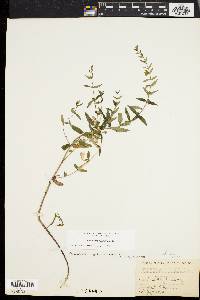 Scutellaria galericulata image