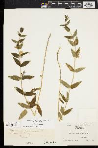 Scutellaria galericulata image