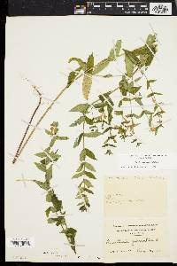 Scutellaria galericulata image