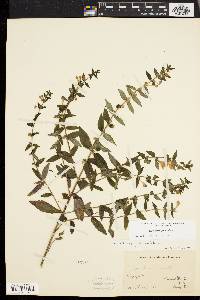 Scutellaria galericulata image