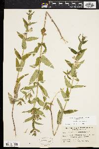 Scutellaria galericulata image