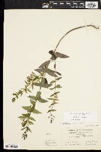 Scutellaria galericulata image