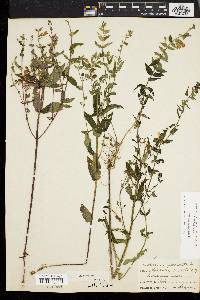 Scutellaria galericulata image