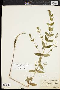 Scutellaria galericulata image