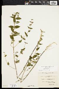 Scutellaria galericulata image