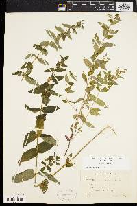 Scutellaria galericulata image