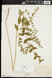 Scutellaria galericulata image