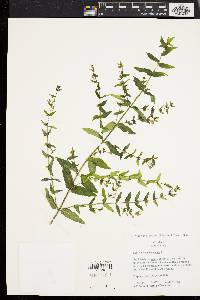 Scutellaria galericulata image