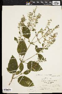 Scutellaria incana image