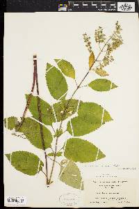 Scutellaria incana image