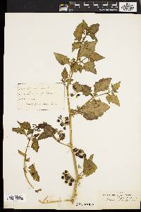 Solanum nigrum image