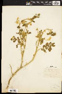 Solanum rostratum image