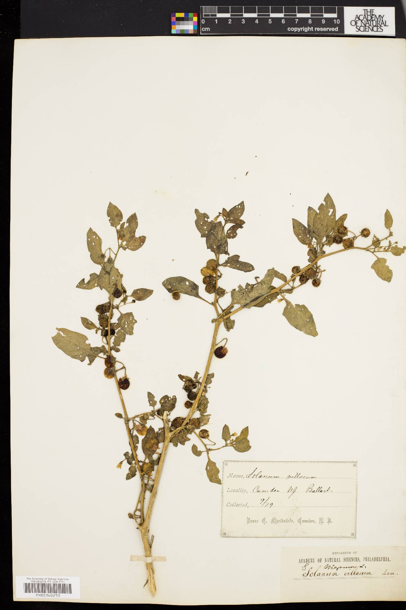 Solanum villosum image