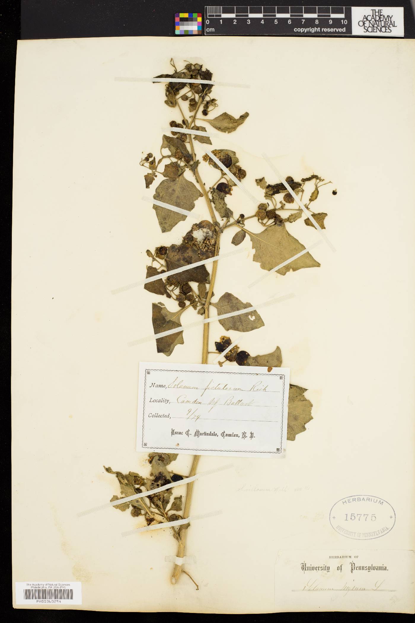 Solanum villosum image