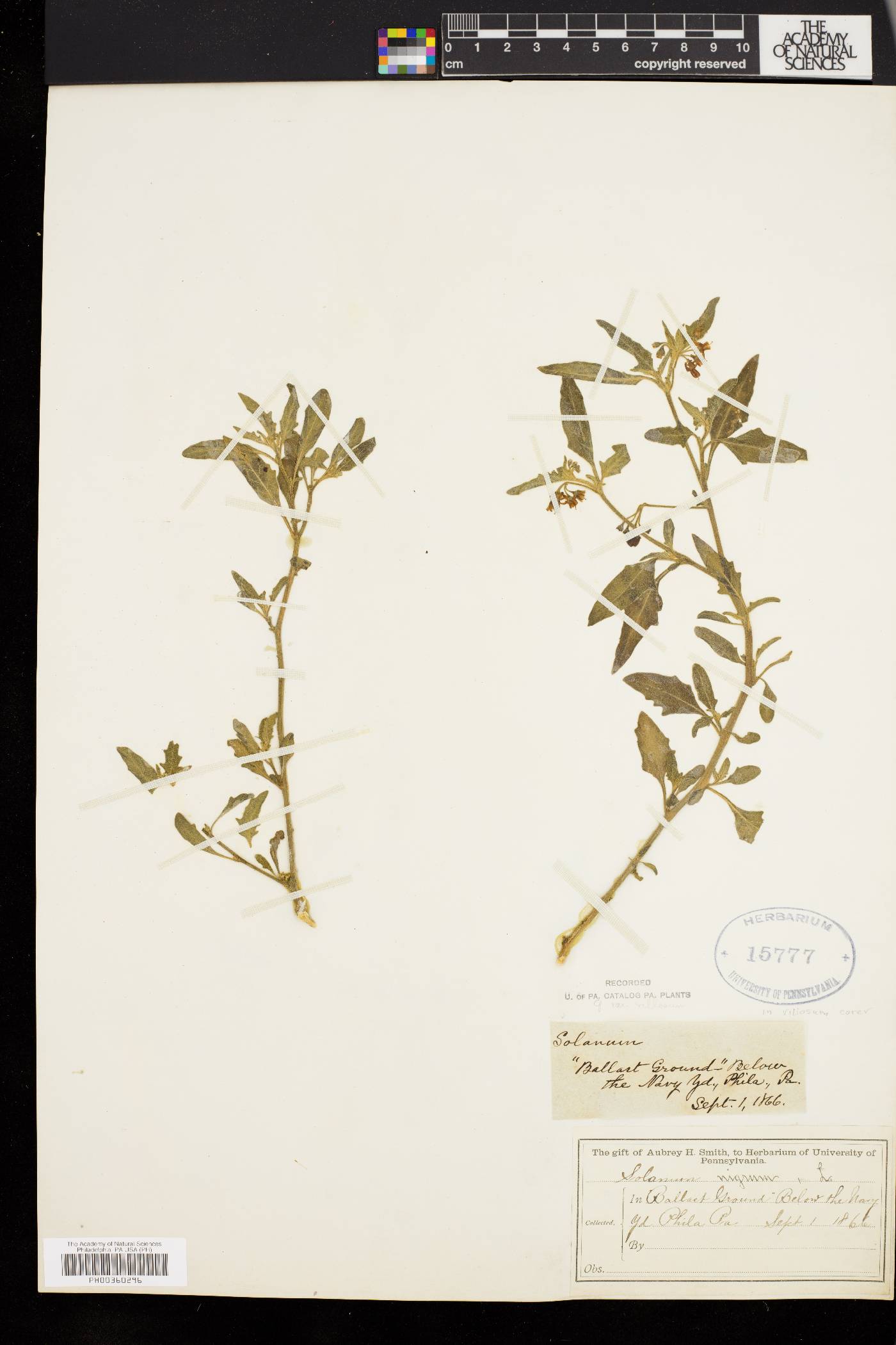 Solanum villosum image