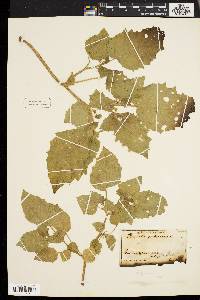 Physalis pubescens var. integrifolia image