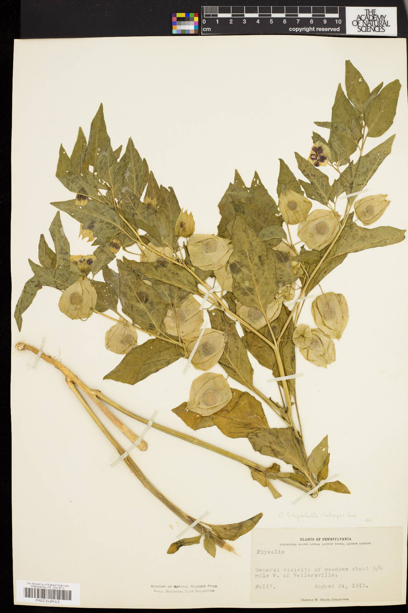 Physalis subglabrata image