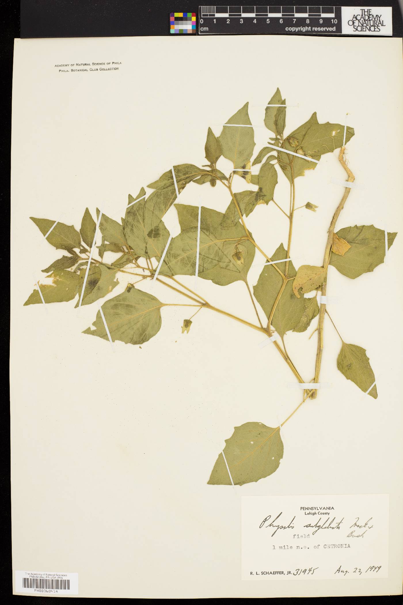 Physalis subglabrata image