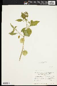 Physalis subglabrata image