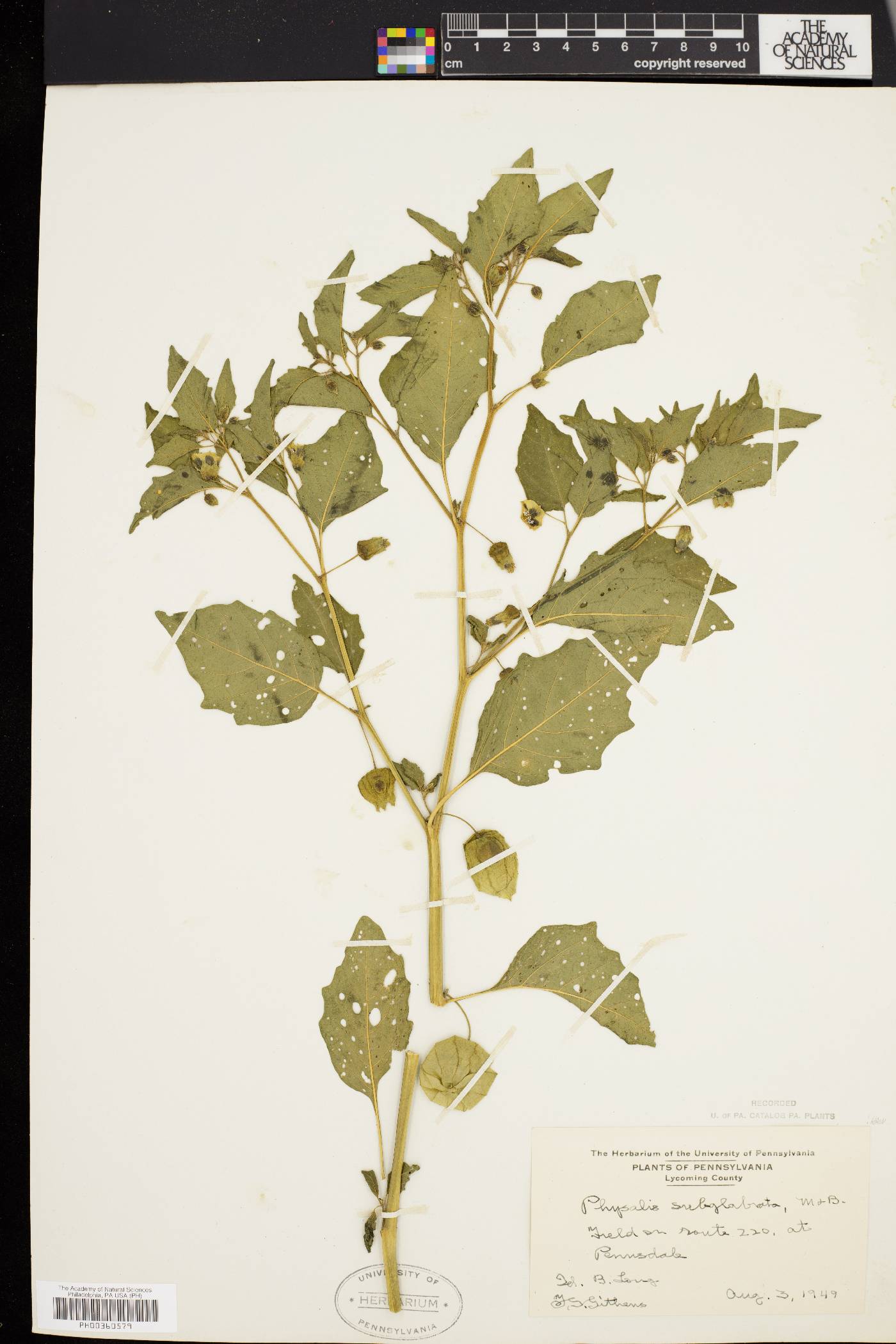 Physalis subglabrata image