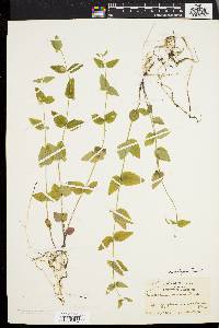 Scutellaria nervosa image