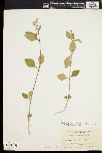 Scutellaria ovalifolia image