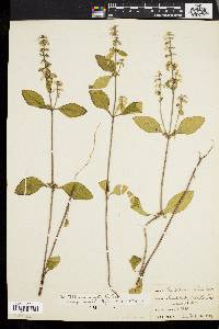 Scutellaria ovalifolia image