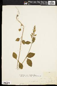 Scutellaria ovalifolia image