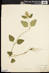 Scutellaria ovalifolia image