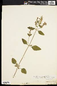 Scutellaria ovalifolia image