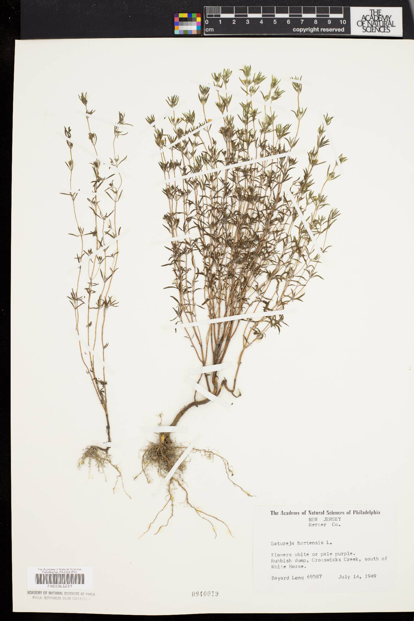 Satureja hortensis image