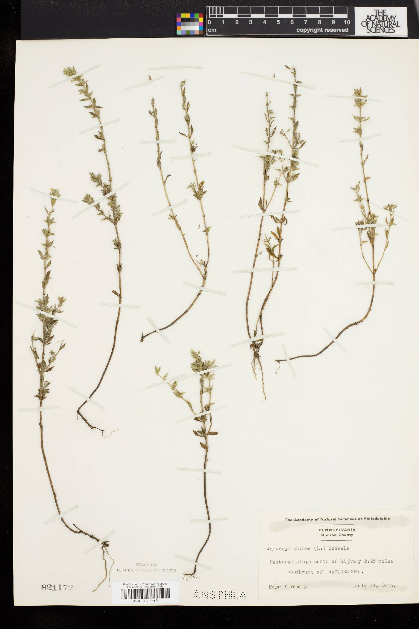 Calamintha acinos image