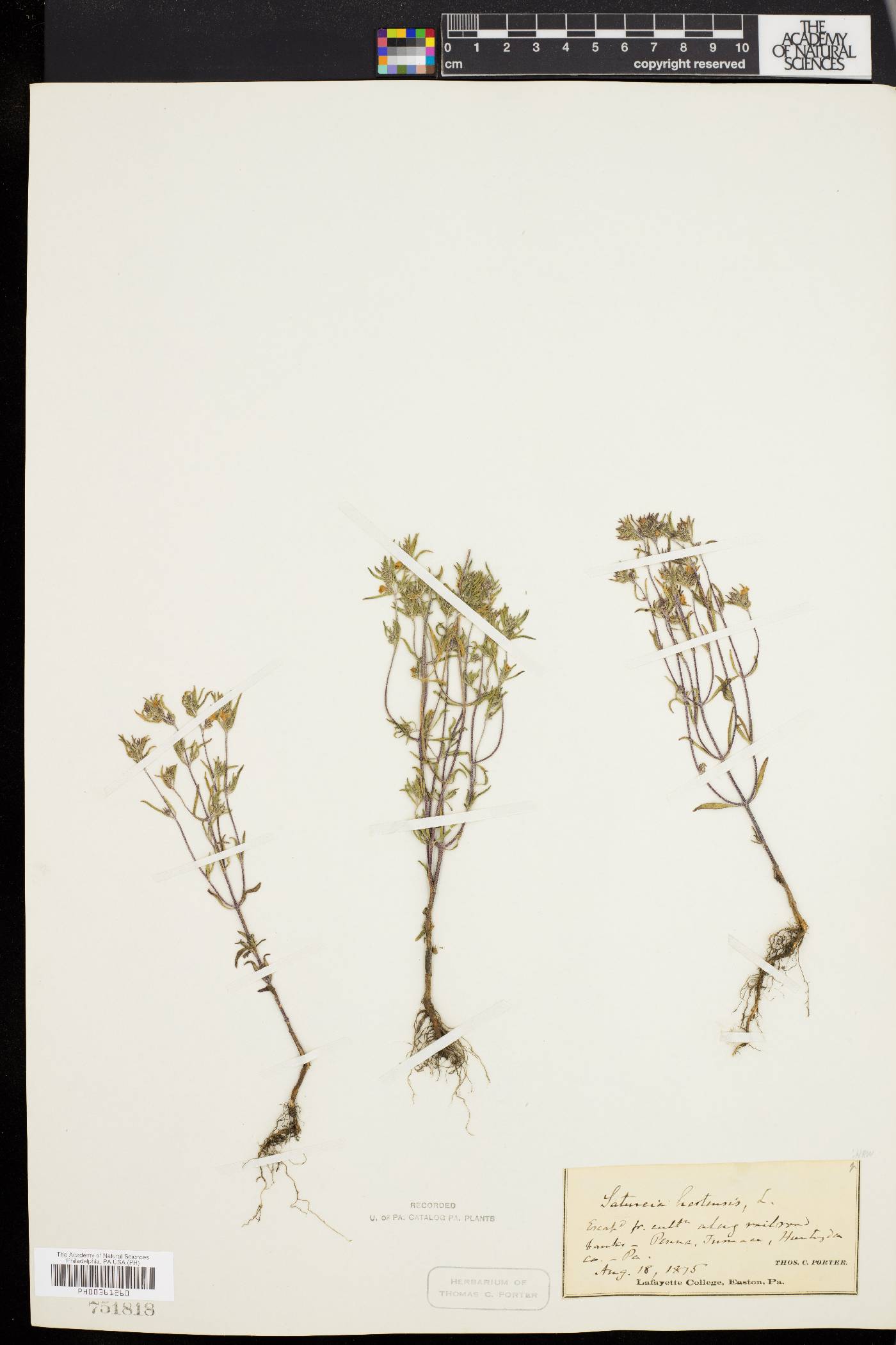 Satureja hortensis image