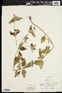 Clinopodium vulgare image