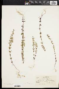 Scutellaria ambigua image