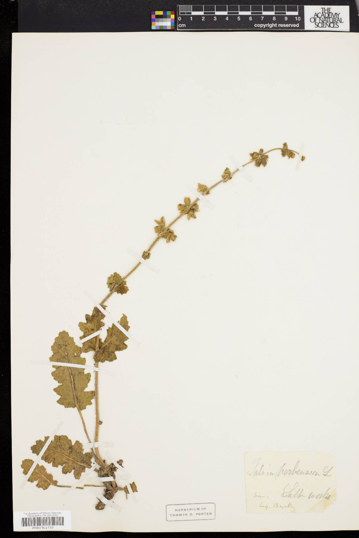 Salvia verbenaca image