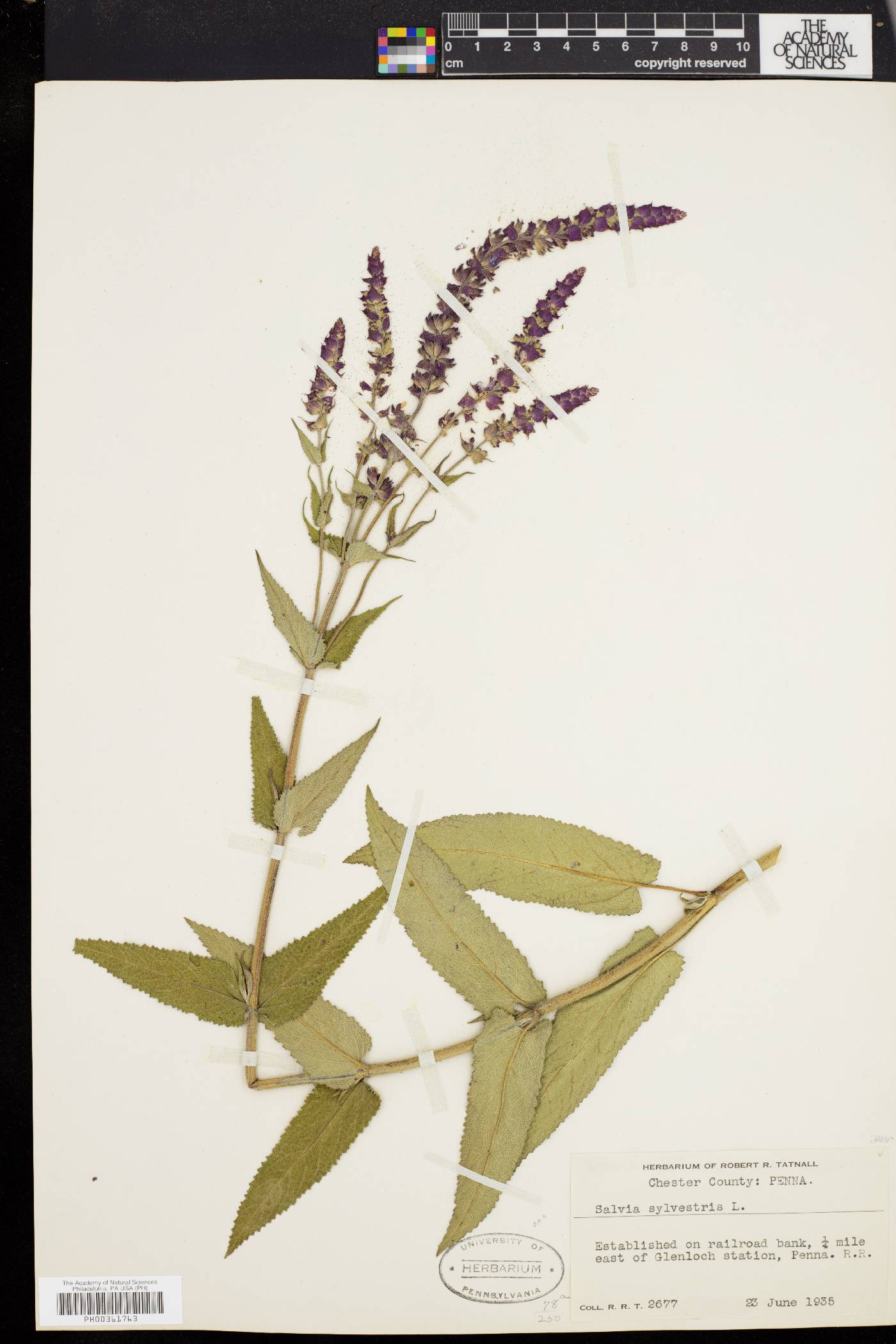 Salvia × sylvestris image