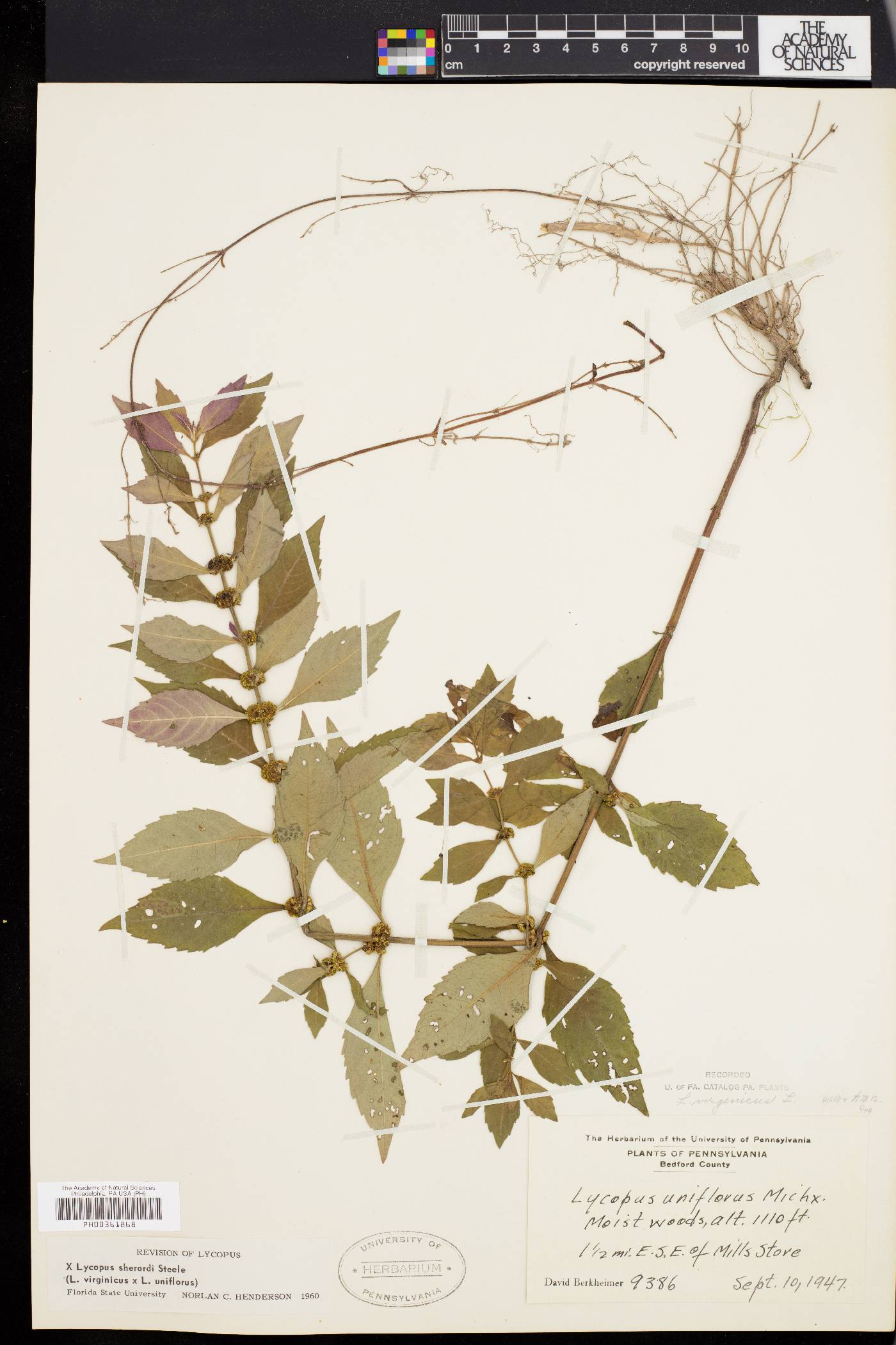 Lycopus × sherardii image