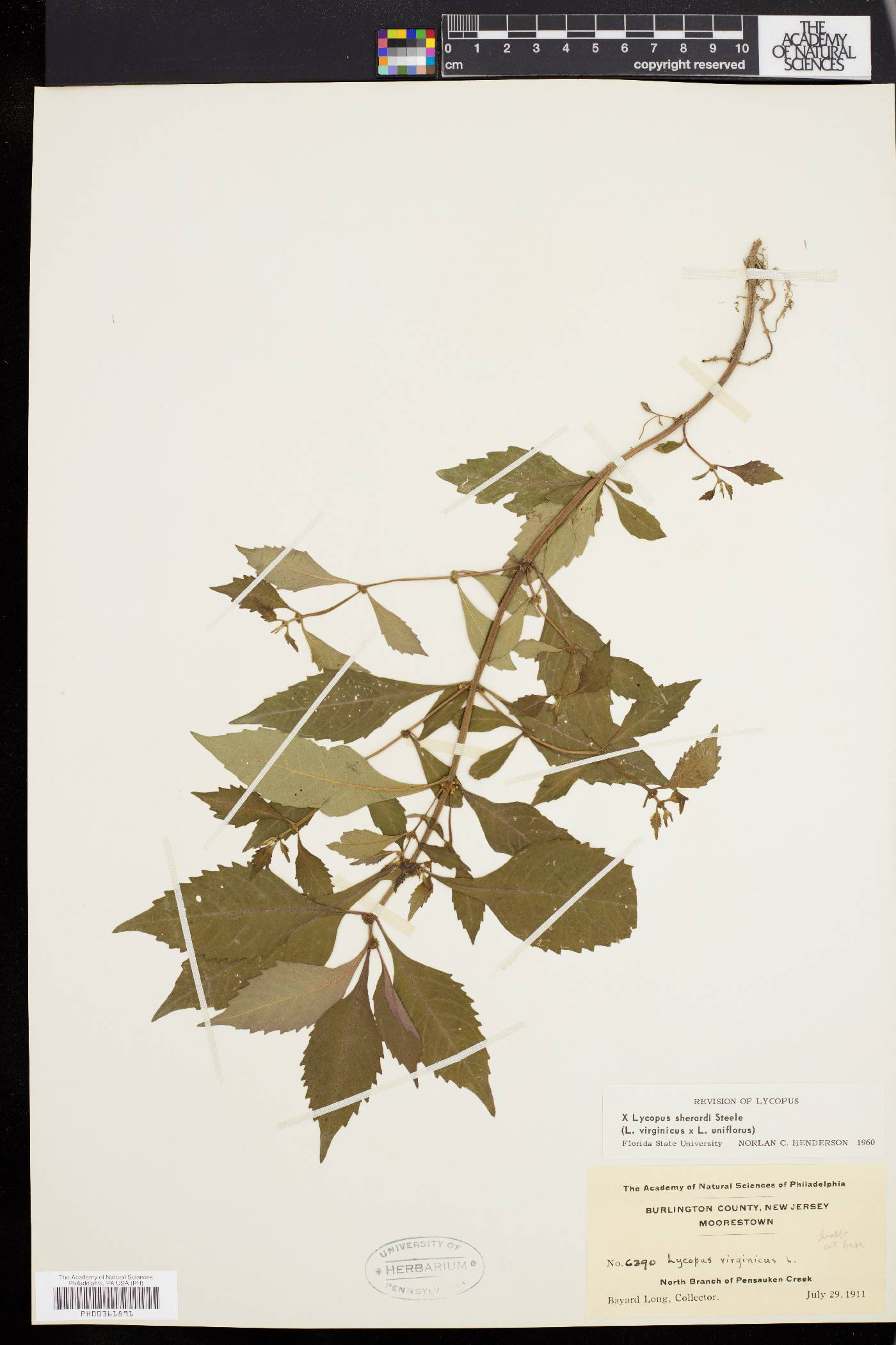 Lycopus × sherardii image